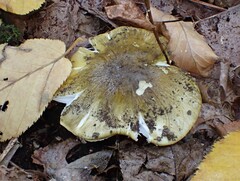 Tricholoma subsejunctum