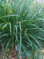 Puccinia