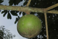 Pouteria lucuma