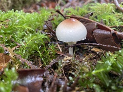 Lepiota castaneidisca