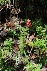 Lamourouxia multifida
