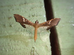 Maruca vitrata