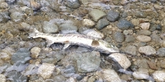 Oncorhynchus keta