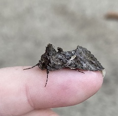 Ctenoplusia oxygramma