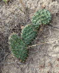 Opuntia macrorhiza