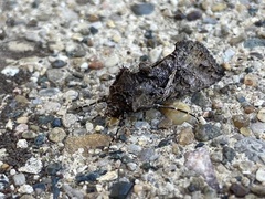 Ctenoplusia oxygramma