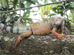 Iguana iguana