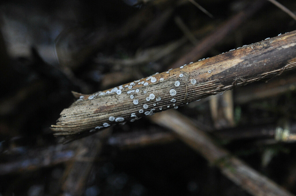 Mollisia hydrophila
