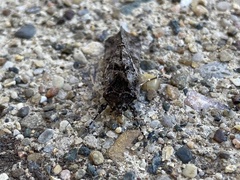 Ctenoplusia oxygramma