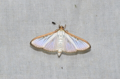Margaroniini