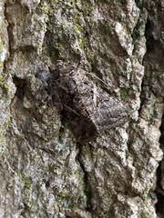 Ctenoplusia oxygramma