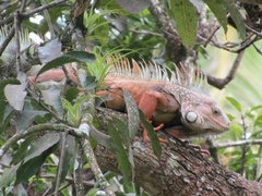 Iguana iguana
