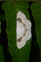 Problepsis vulgaris