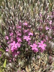 Acantholimon