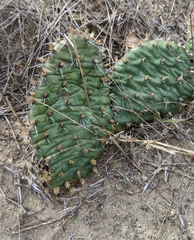 Opuntia macrorhiza