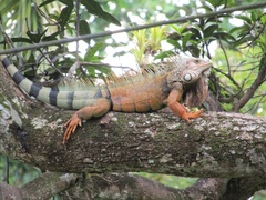 Iguana iguana