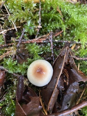 Lepiota castaneidisca