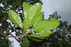 Pouteria lucuma