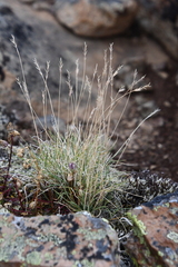 Festuca auriculata