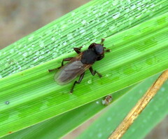 Orygma luctuosum