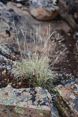 Festuca auriculata