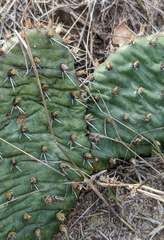 Opuntia macrorhiza