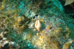 Columbella mercatoria
