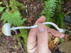 Lepiota castaneidisca