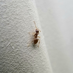 Lasius