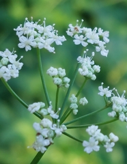 Apiaceae
