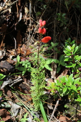 Lamourouxia multifida