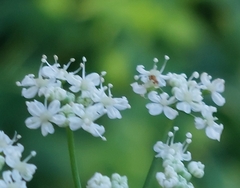 Apiaceae