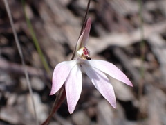 Caladenia fuscata