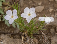 Phlox hoodii