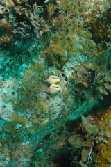 Columbella mercatoria