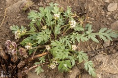 Cymopterus glomeratus