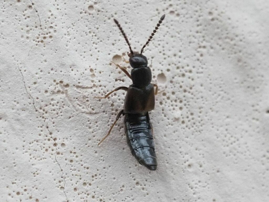 Atheta triangulum