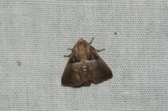 Eloasa