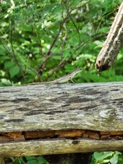 Anolis sagrei