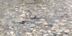 Oncorhynchus keta