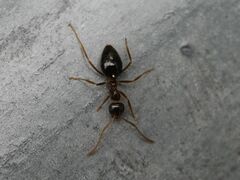 Prenolepis nitens