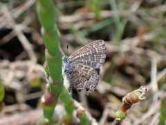 Theclinesthes sulpitius
