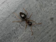Prenolepis nitens