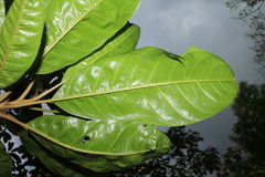Pouteria lucuma