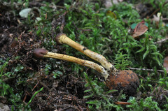 Elaphomyces granulatus