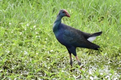 Porphyrio poliocephalus