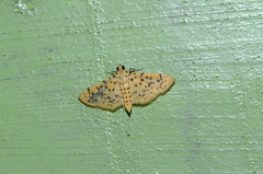 Conogethes