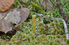 Clavaria sphagnicola