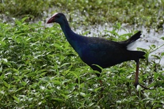 Porphyrio poliocephalus