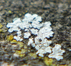 Protoparmeliopsis muralis